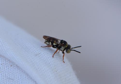 Réf. 334 933 : Epeolus variegatus